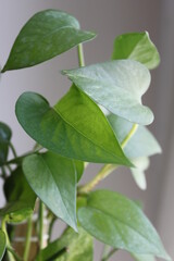 green leaves on a branch