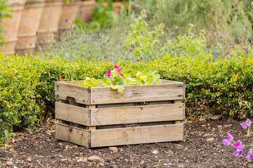 potted flowers in a rustic wooden box set in a vegatable garden to help with Pollination