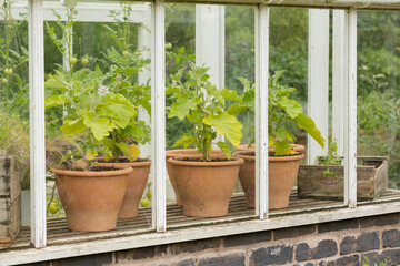 tomatoe plants in brown ceramic plant pots seen through greenhouse windows
