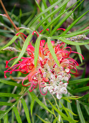 Pink and white Grevillea spider flower