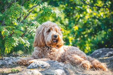 young golden doodle dog lying on rocks