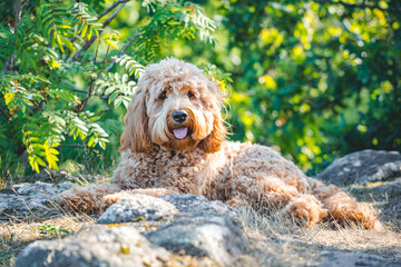 young golden doodle dog lying on rocks