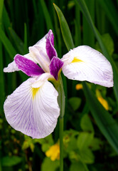 White and purple Ditch iris flower 