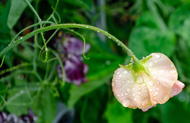 Delicate pale peach sweetpea flower stem covered in waterdrops