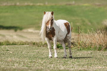 Portrait of a grazing pinto shetland pony in summer outdoors