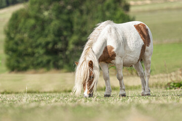 Portrait of a grazing pinto shetland pony in summer outdoors