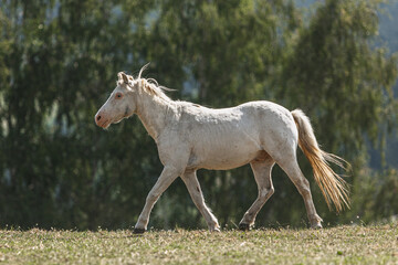 Portrait of an old white shetland pony gelding on a pasture in summer outdoors - obrazy, fototapety, plakaty