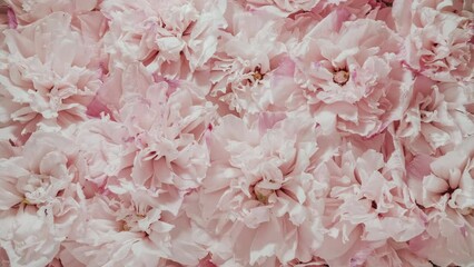 Time-lapse lot of opening pink flowers. Reverse time lapse withering and blooming flower texture. Soft color flower pattern from full blossom to withered. Life and death, youth and aging concept