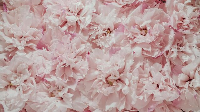 Time-lapse lot of opening pink flowers. Reverse time lapse withering and blooming flower texture. Soft color flower pattern from full blossom to withered. Life and death, youth and aging concept