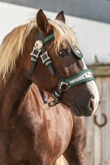 Head portrait of a chestnut south german draft horse gelding wearing a traditional decorated halter