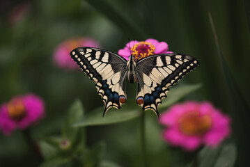 Plakat Close up on beautiful colored butterfly Papilio machaon sitting on a pink flower in a small garden. Swallowtail butterfly.