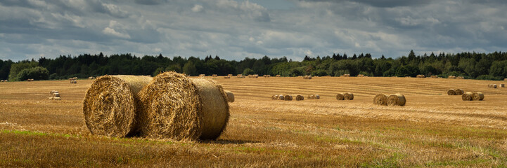 round bales of dry golden straw lie in a wide field after harvest under a cloudy sky. widescreen summer agricultural landscape