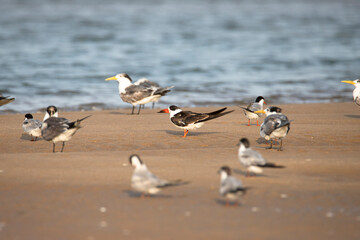 Indian skimmer in a backwater shore along with common terns