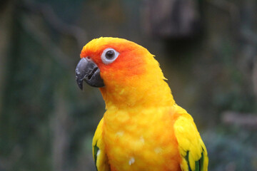 Expressive yellow bird Guacamaya Papagaio - obrazy, fototapety, plakaty