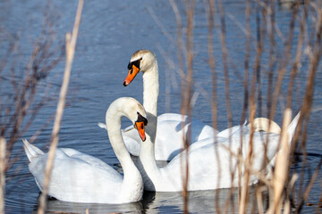 Two mute swans (Cygnus olor) sitting on the water in a courtship display. Reads in the foreground.