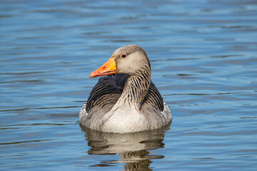 A greylag goose or graylag goose (Anser anser) sitting on the water, looking at the camera intently with one eye. 