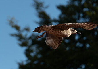immature herring gull flying
