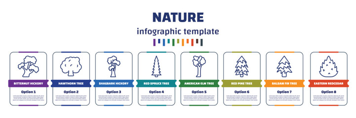 infographic template with icons and 8 options or steps. infographic for nature concept. included bitternut hickory tree, hawthorn tree, shagbark hickory tree, red spruce american elm red pine balsam - obrazy, fototapety, plakaty