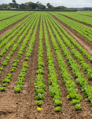 Fototapeta na wymiar green vegetables growing in a row after irrigation
