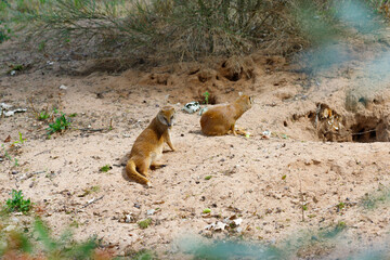 The meerkat (Suricata suricatta) or suricate is a small mongoose found in southern Africa. It is...