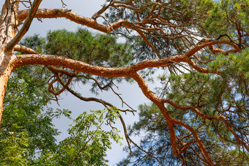 Green tree top against blue sky.