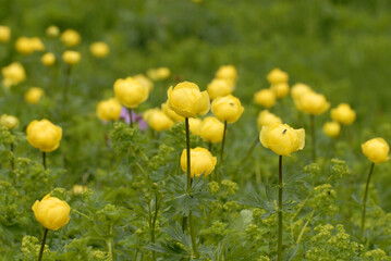 Obraz premium Trollblumen (Trollius europaeus) in den Alpen