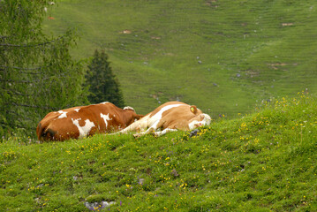 Ruhende K&uuml;he in den Alpen