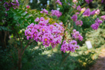 Blooming Indian lagerstremia on the street, also known as Indian lilac. Garden decorations. Bright sunny day. Lush pink inflorescences.