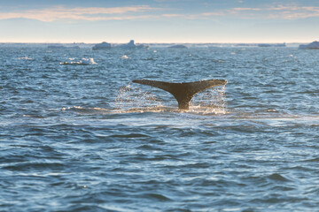 Whale dive near Ilulissat among icebergs. Their source is by the Jakobshavn glacier. The source of icebergs is a global warming and catastrophic thawing of ice, Disko Bay, Greenland
