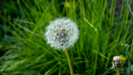 Pretty dandelion flower isolated in mountain pasture grasses. Southern Alps, France.