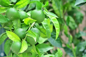 Zielone mandarynki na drzewku