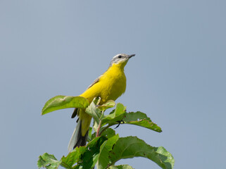 yellow bird