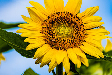 Naklejka premium Sunflower field in the Japanese countryside.