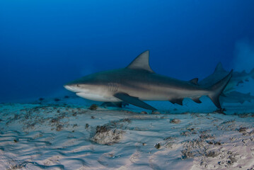 Bull shark (Carcharhinus leucas) swimming close to the sandy bottom