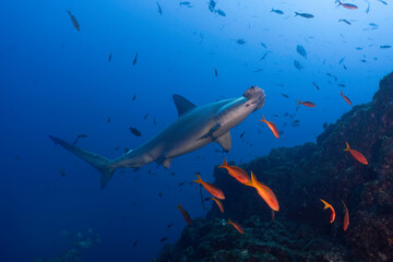 One hammerhead shark (Sphryna lewinii) swimming close to an underwater mountain