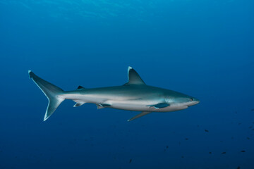 Silver tip shark (Carcharhinus albimarginatus) in the blue