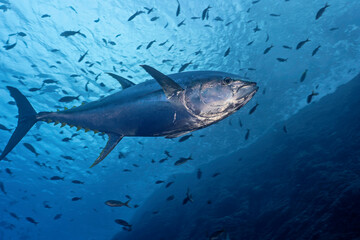 Underwater image of a yelowfin tuna (Thunnus albacarens)