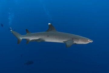 Whitetip shark (Triaenodon obesus) swimming in the blue