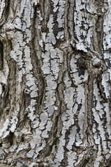 Old tree trunk wooden background