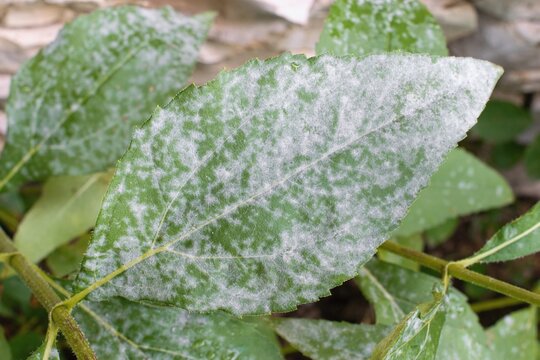 Detail of powdery mildew, plant disease. Affected plant in the garden - False sunflower