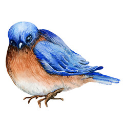 Blue bird, watercolor illustration on transparent background PNG