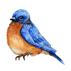 Blue bird, watercolor illustration on transparent background PNG