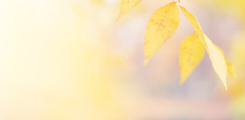 Yellow leaves on a natural autumn background for your design