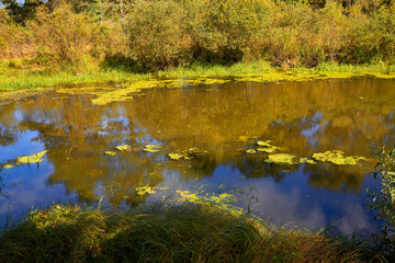 Beautiful view of the swampy river on a bright sunny autumn day