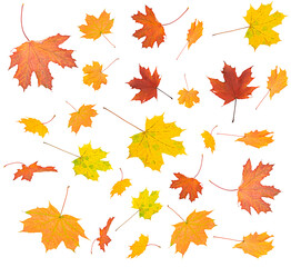 Maple leaves isolated on a white background