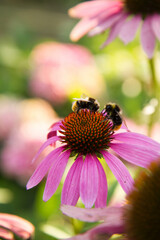 Bee on the Echinacea flower