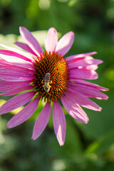 Bee on the Echinacea flower