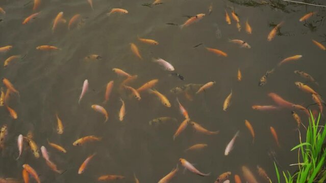The Mina Padi farming system that has begun to be developed by farmers, rice fields and red tilapia fish ponds in one area, so that crop yields are doubled.