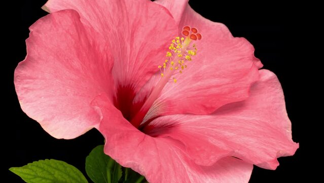 Timelapse of beautiful pink hibiscus flower blooming on a black background, close up