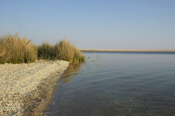 Reed On the shores of The Magic Lake in Fayoum - Egypt